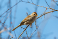 White Crown Sparrow sitting on a tree branch against a bright Blue Sky - PhotoDune Item for Sale