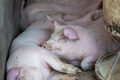 Several Pigs laying close together in their pen on a cold day sleeping - PhotoDune Item for Sale