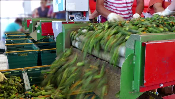 Line for Packing Raw Cucumbers