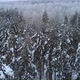Free winter pine forest - VideoHive Item for Sale