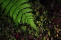 Close-up view of the green fern leaf - PhotoDune Item for Sale