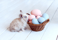 grey Easter bunny rabbit with basket and painted eggs on white background - PhotoDune Item for Sale
