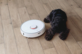 Bored Black Schnauzer dog is lying next to the robotic vacuum cleaner on the floor. - PhotoDune Item for Sale