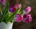 Tulips Fuchsia or Bright Pink Fresh Tulips in white vase with Bokeh background - PhotoDune Item for Sale