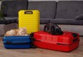 travel concept. dog and cat sitting in suitcase - PhotoDune Item for Sale