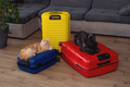 travel concept. dog and cat sitting in suitcase - PhotoDune Item for Sale