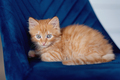 Ginger cat relaxing on couch in living room . Pet enjoying at home - PhotoDune Item for Sale