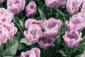 Colorful spring fresh dutch tulips. Pink color - PhotoDune Item for Sale