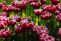 A stunning photo capturing rows of tall red tulips standing tall in a sea of lush green field - PhotoDune Item for Sale