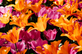 Colorful spring fresh dutch tulips. Assorted colors. Pink and orange - PhotoDune Item for Sale