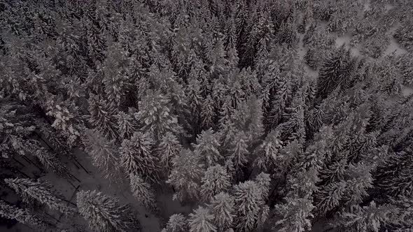 Aerial view of the dense forest in the snow in winter