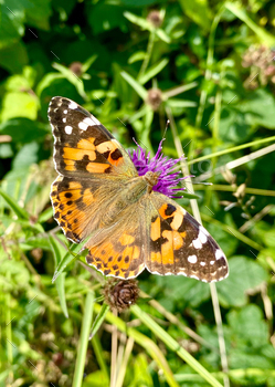 spread species of butterfly in the world. It occurs natively across Europe, Asia, Africa, and North America, and is a visitor to Ireland (where this example was photographed) in the summer.