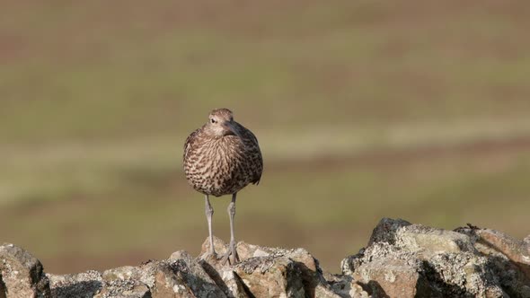 Eurasian curlew perched on a dry stone wall in the North Pennines Uk