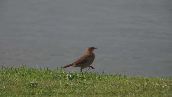 Rufous Hornero Bird Furnarius Rufus Walking