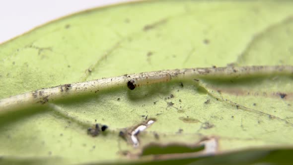 First instar Monarch caterpillar, tiny caterpillar of Plain Tiger butterfly crawling on leaf