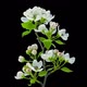 Apple Flowers Blooming Time Lapse With Alpha Channel - VideoHive Item for Sale