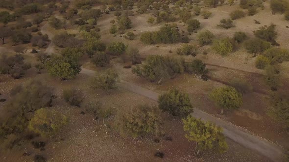 Aerial view of Argan trees in Essaouira, Morocco