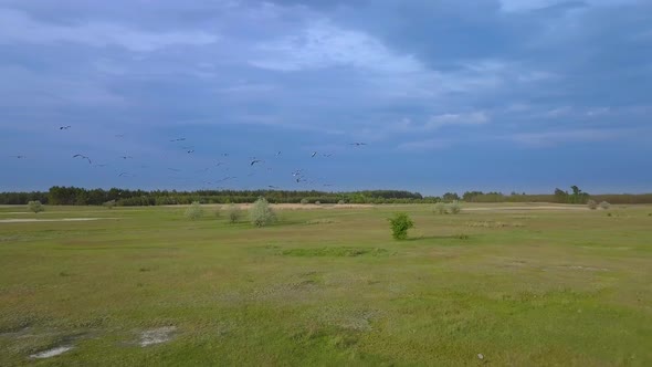 White Storks Fly Over Green Fields