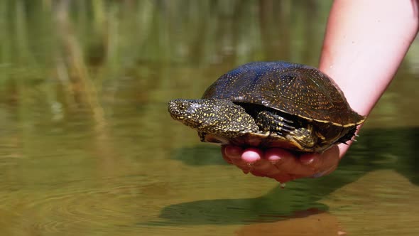 Turtle Lies on Woman Hand and Funny Moves Its Paws on Green River Background