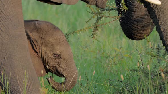 Cute Small Elephant Epic Portrait Pretty New Born Baby Calf in Forest