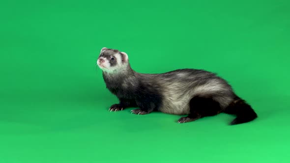 Ferret Is Walking and Sniffing at Green Screen Background.