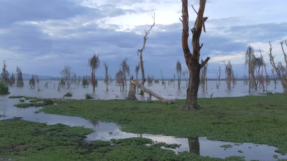 Lake and trees