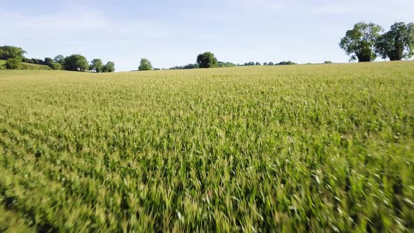 Low and fast aerial footage of corn field, rising to a wide angle view of green countryside fields