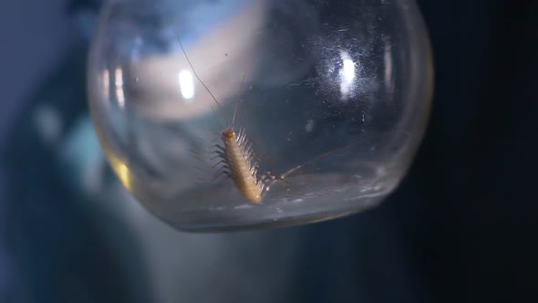 Arthropod Crawling in Glass Tube, Secret Lab Developing Entomological Warfare