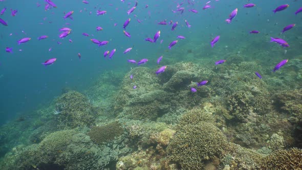 Coral Reef and Tropical Fish Underwater