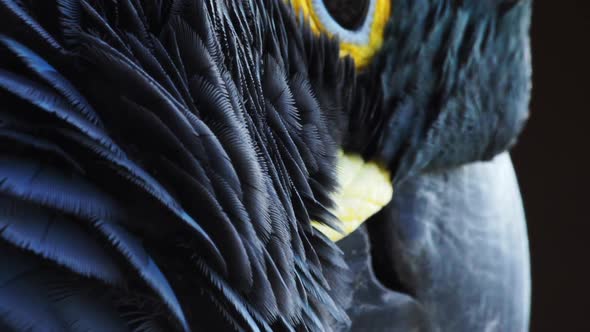 Closeup of the head of a lear`s blue macaw, showing the beak. Bahia, Brazil.