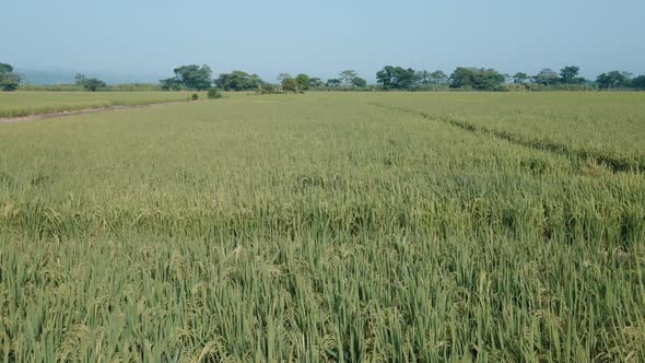 Tropical rice field