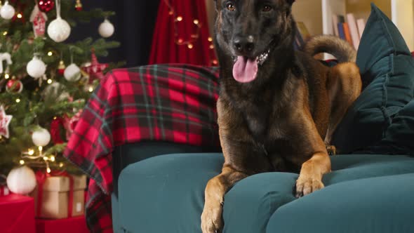 Malinois Bard Lying on Sofa in Living Room