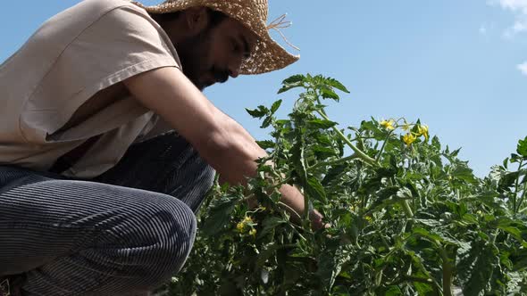 Farmer Taking Care Of Tomato