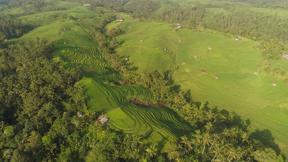 Rice Fields with Agricultural Land in Indonesia