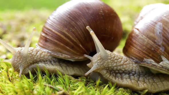 Helix Pomatia also Roman Snail, Burgundy Snail