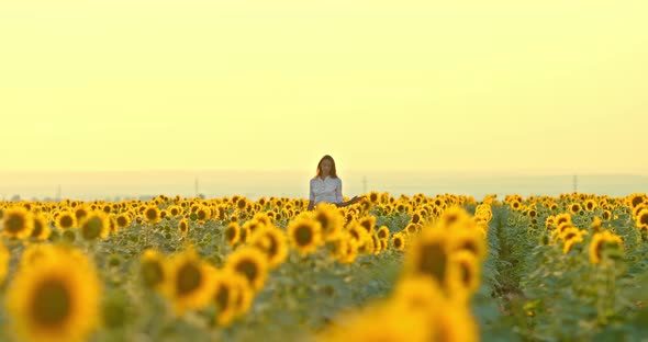 Beautiful Young Woman Walks Through a Large Endless Field with Golden Sunflowers