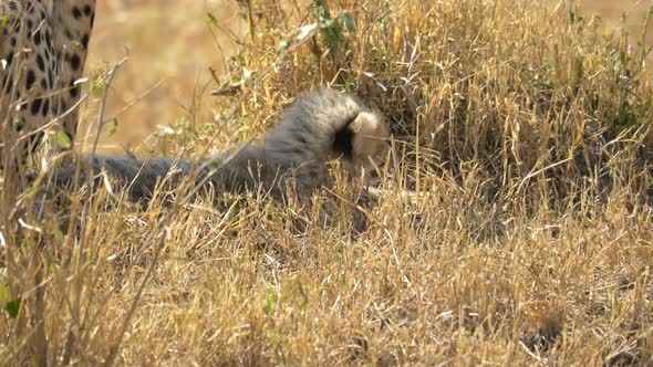 Cheetah cub lying in dry grass