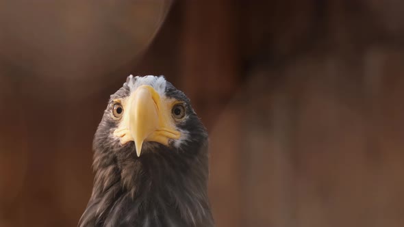 Macro Filming of Observing Surrounding Hunter Falcon Bird While Sitting on Tree