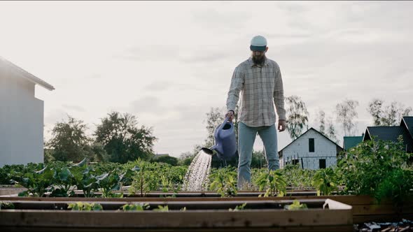 Man Watering Young Vegetables with a Watering Can in the Backyard on a Sunny Day