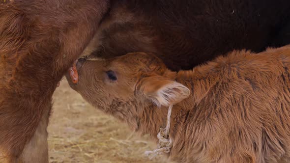 Closeup of Monthold Calf Drinks Milk From the Udder and Strikes an Empty Udder