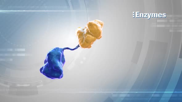 3D scientific animation of Mitecondria structure. Enzymes, peptides