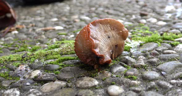 Big Brown Slug Crawling Along the Concrete Path