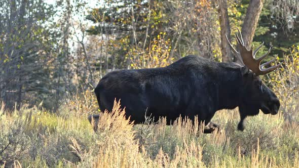 Bull Moose moving fast through the brush during Fall