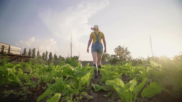 A woman inspects a vegetable plantation. Agriculture. Organic farming concept. 