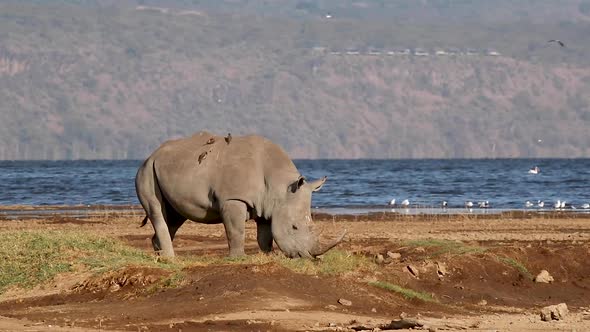 White Rhino Grazing In Front Of Lake Nakuru Kenya