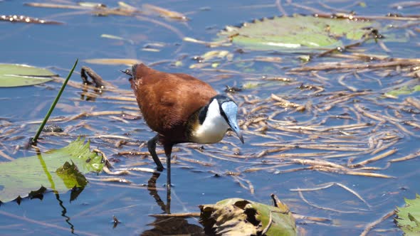 African jacana eats from a shallow lake