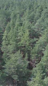 Vertical Video of Pine Forest Aerial View Slow Motion