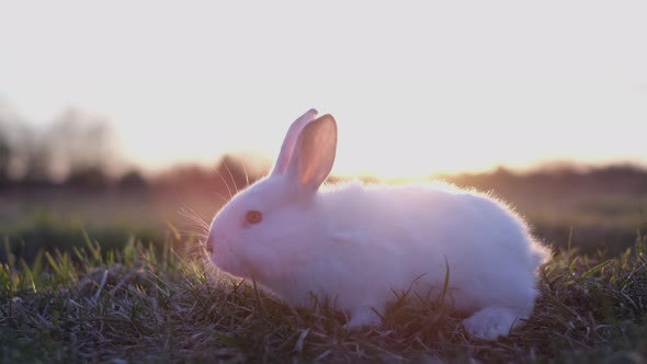 Calm and Cute Little White Rabbit Sitting on Green Grass Cute Bunny at Sunset