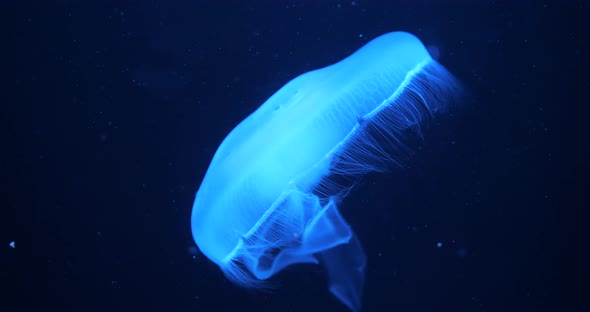 Jellyfish Swim Underwater in Bright Light Against Dark Blue Background