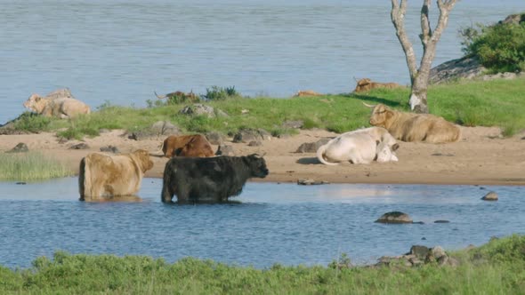 CLOSEUP - Highland cattle bathing in a loch, a warm sunny day in Scotland